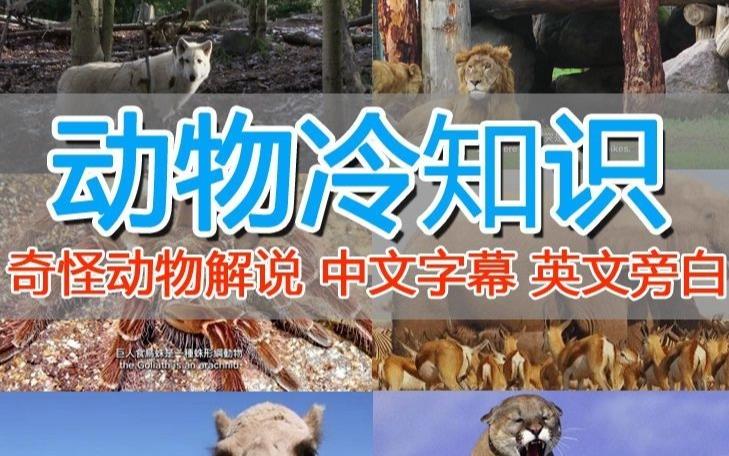 外面卖1699的国外纪录片解说（动物解说、美食、动画片）稳过中视频-启程资源站